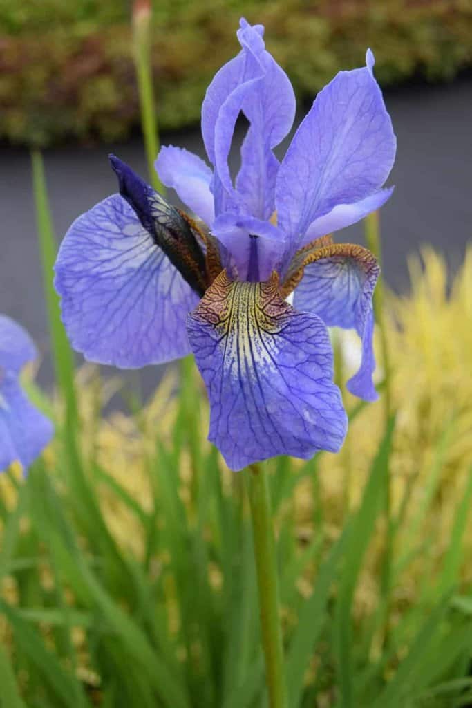 Iris sibirica 'Perry's Blue' ---